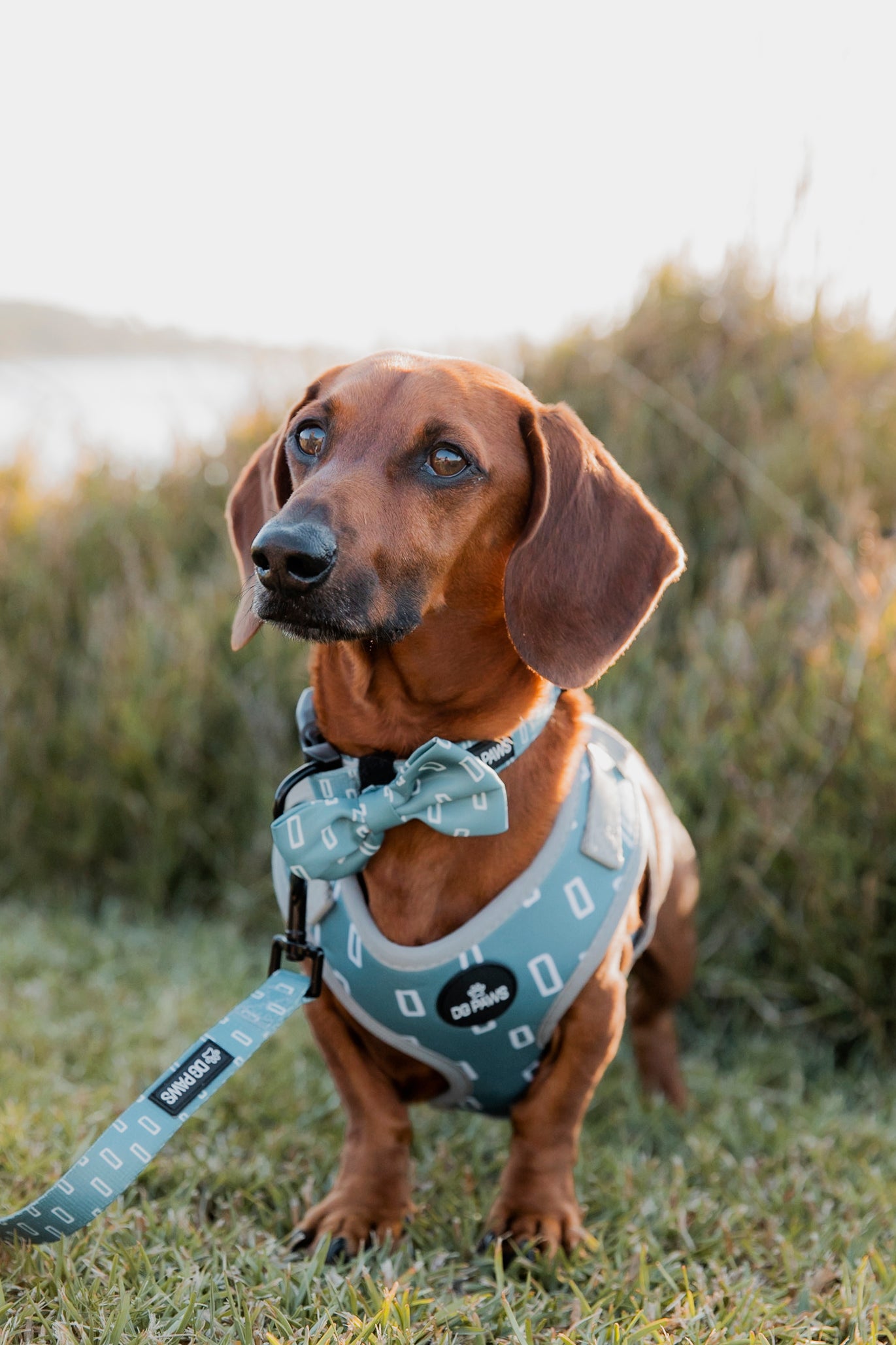 Hugo Bow Tie