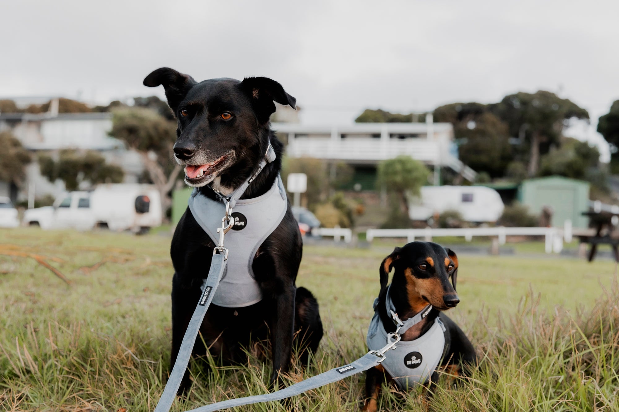 Blue Velvet Dog Harness