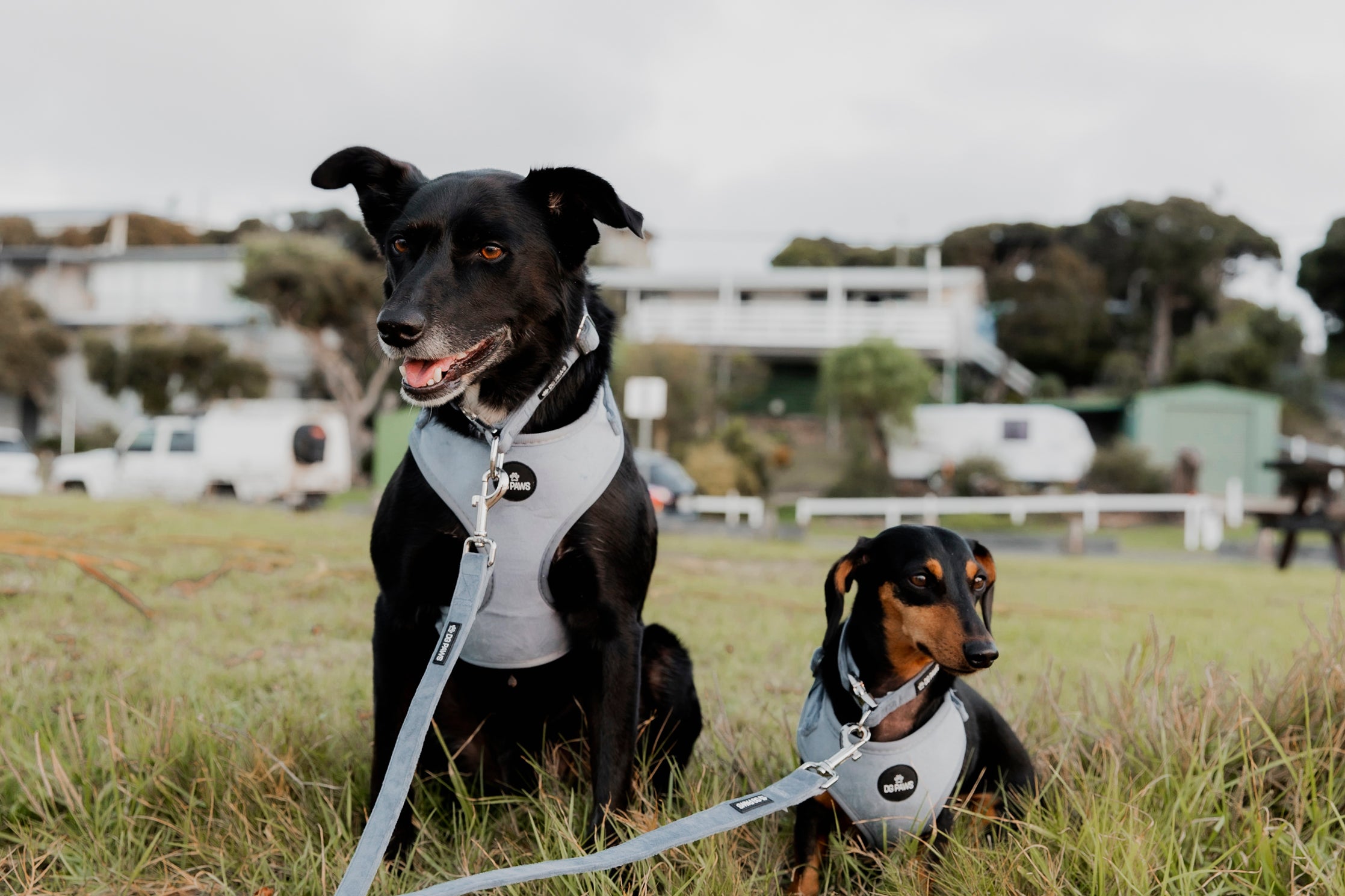 Blue Velvet Dog Harness