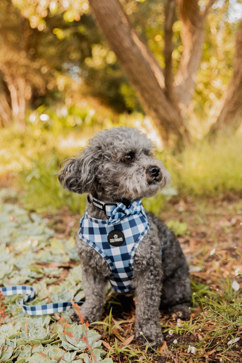 Captain Bow Tie