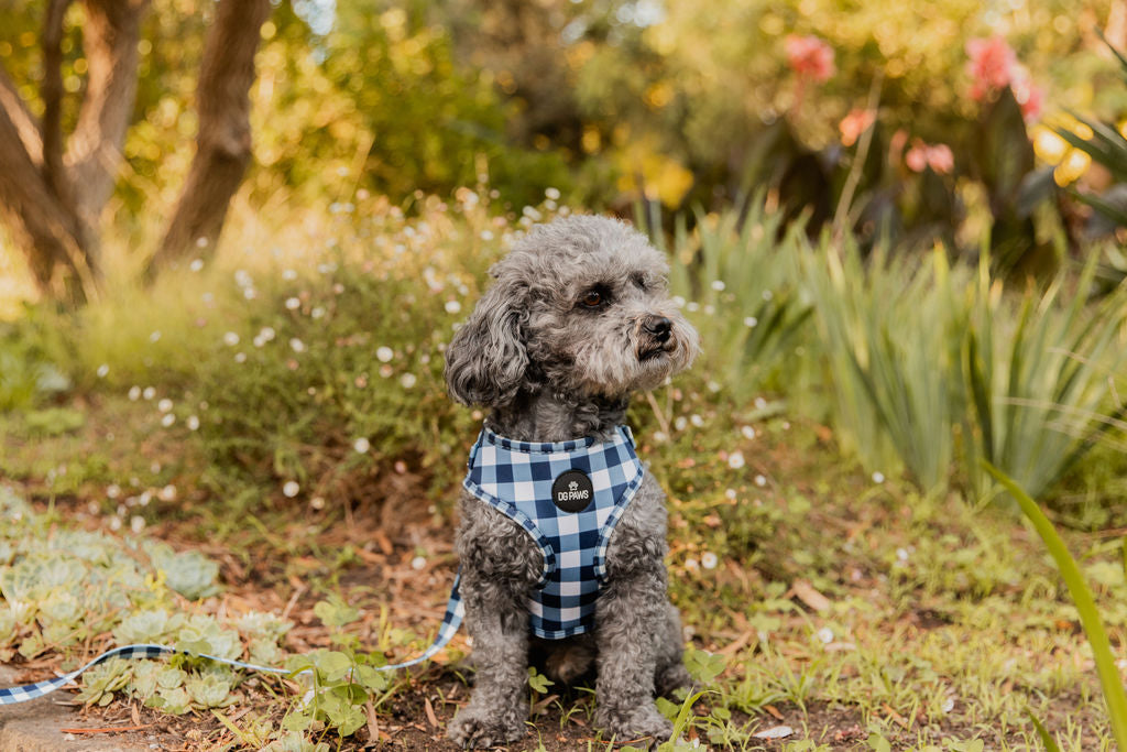 Captain Dog Harness