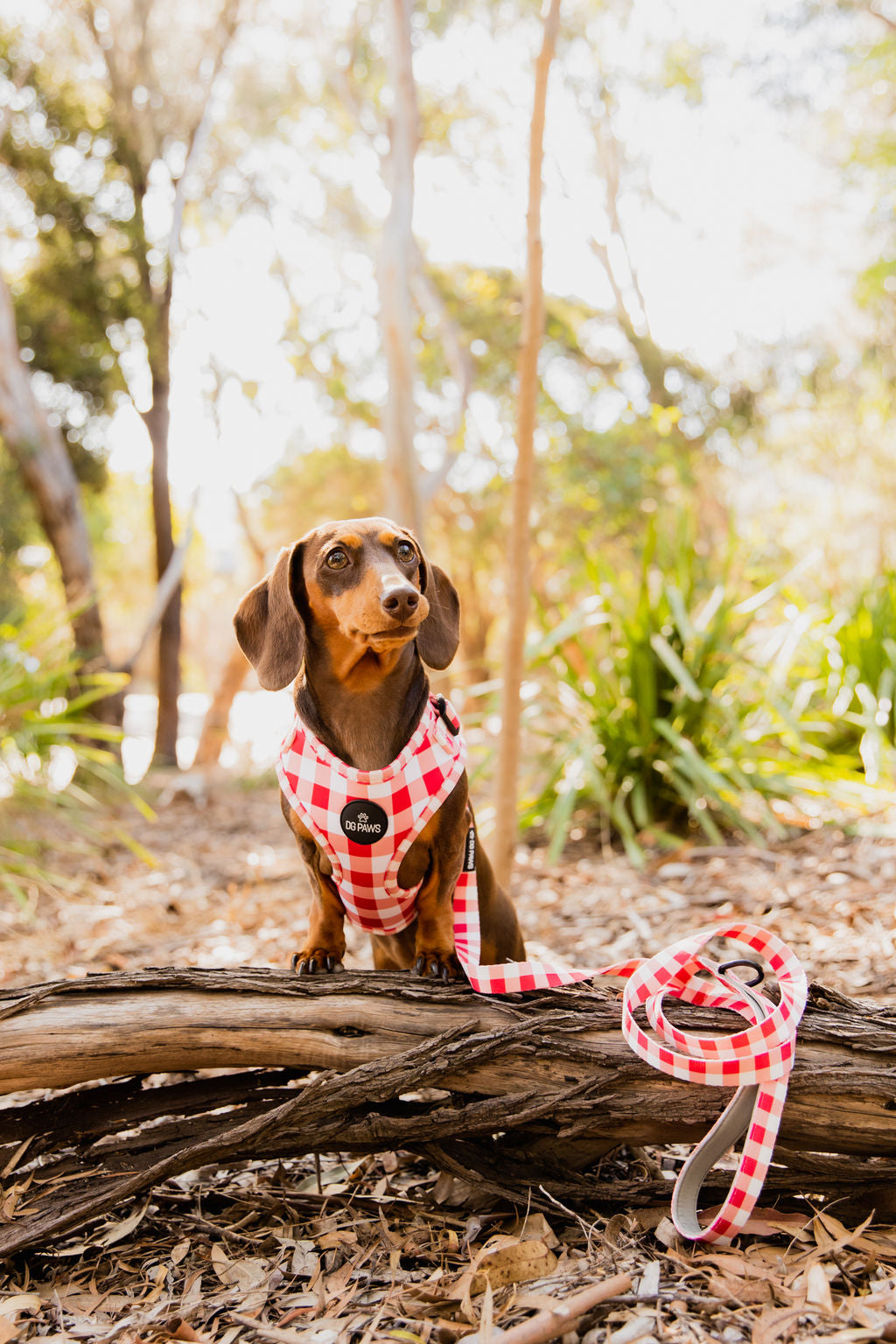 Luna Dog Harness