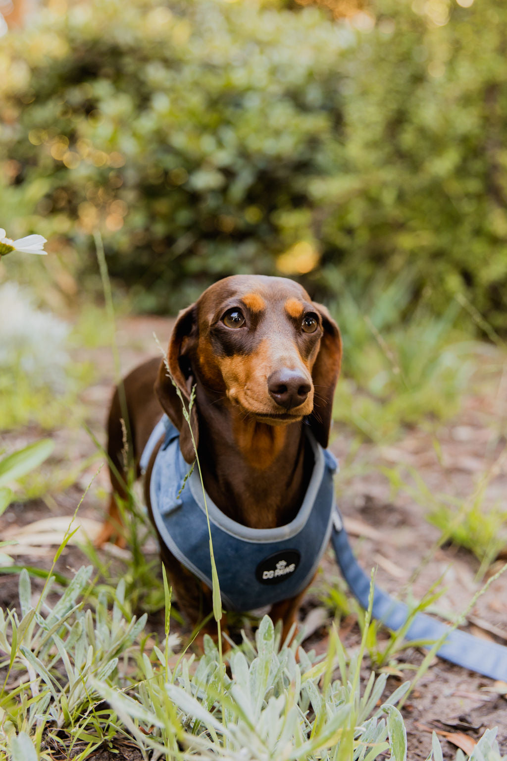 Blue Velvet Dog Harness