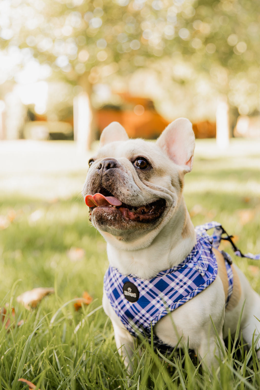 Violet Dog Harness