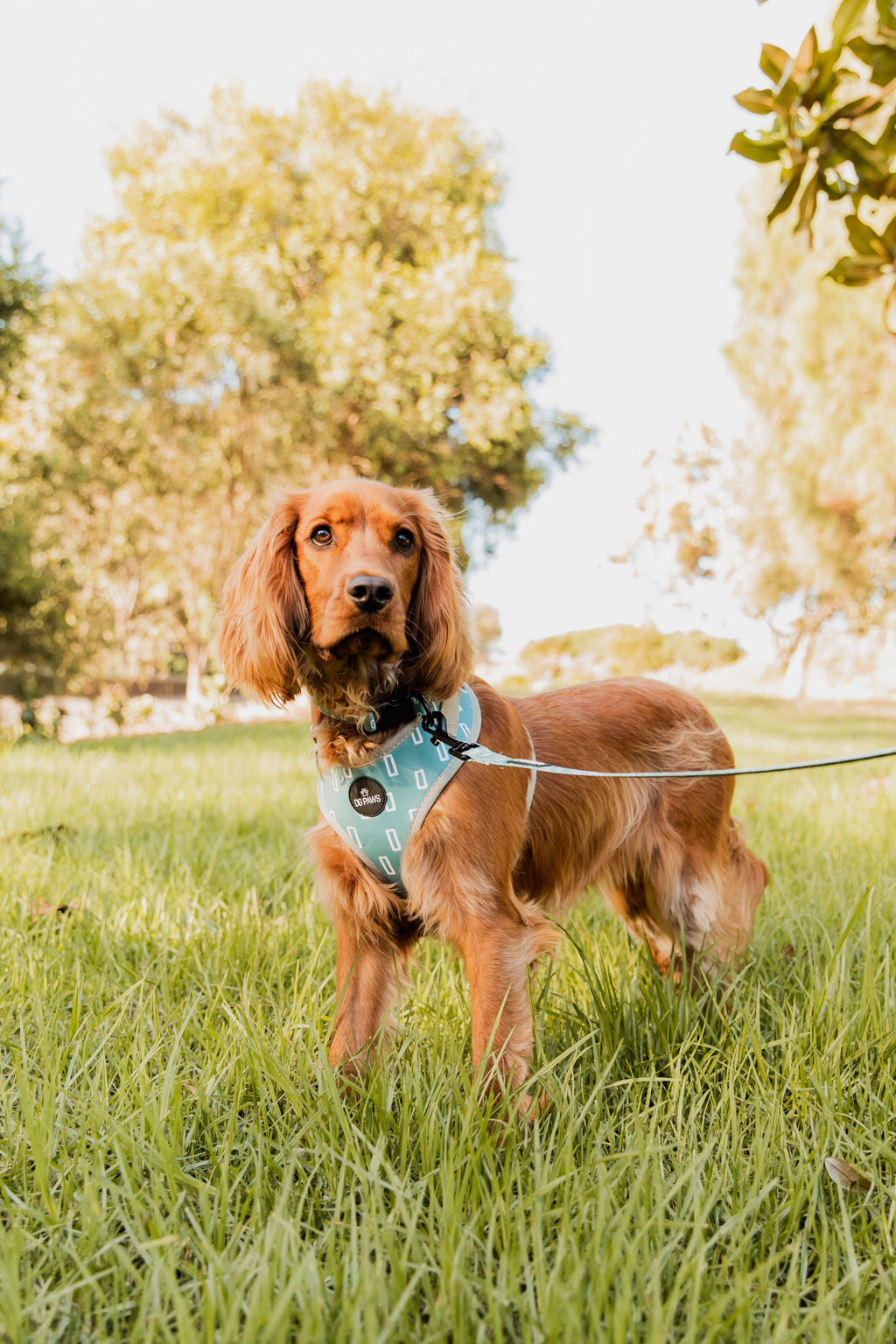 Hugo Dog Harness