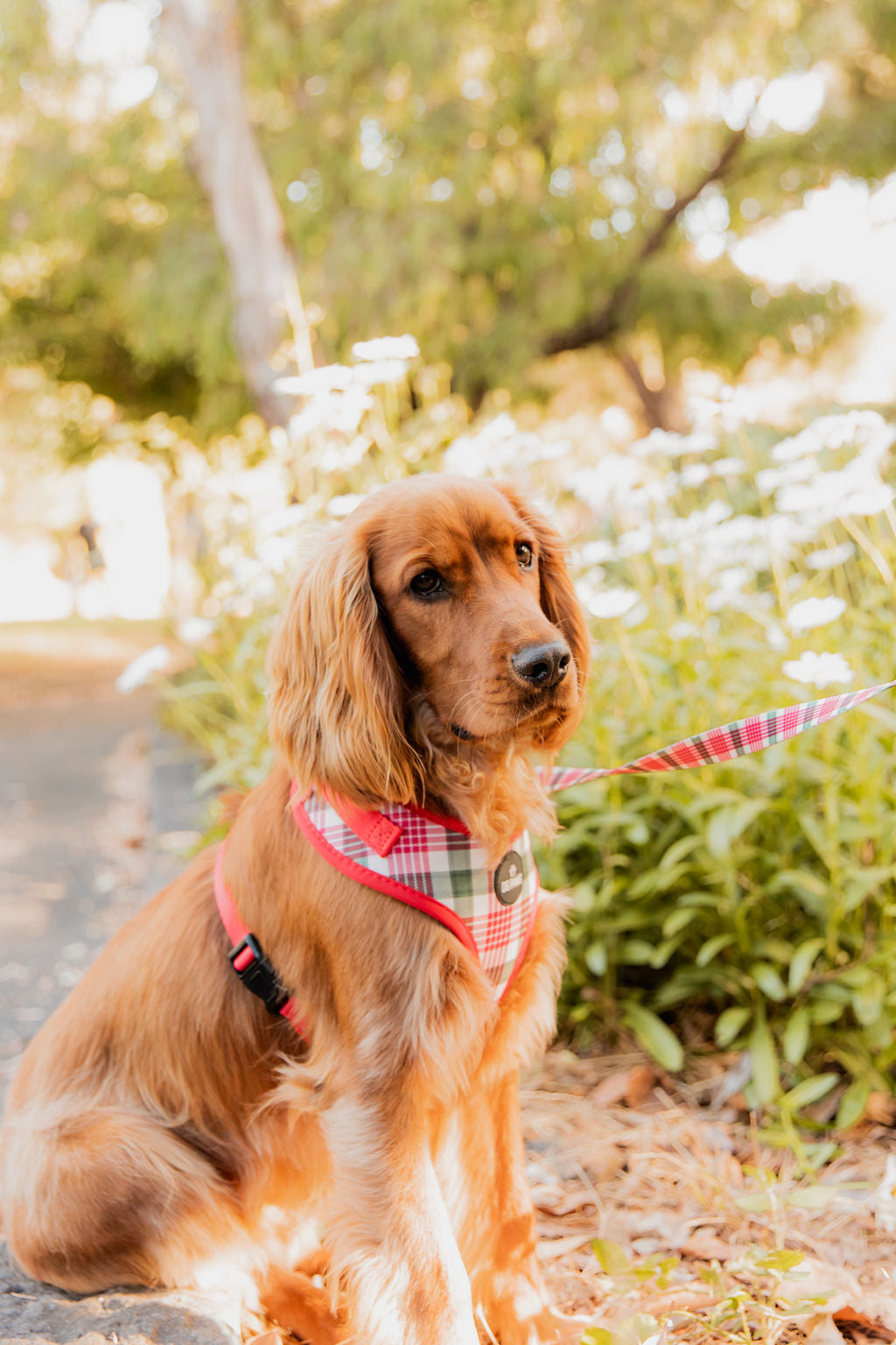 Red & Green Tartan Dog Lead
