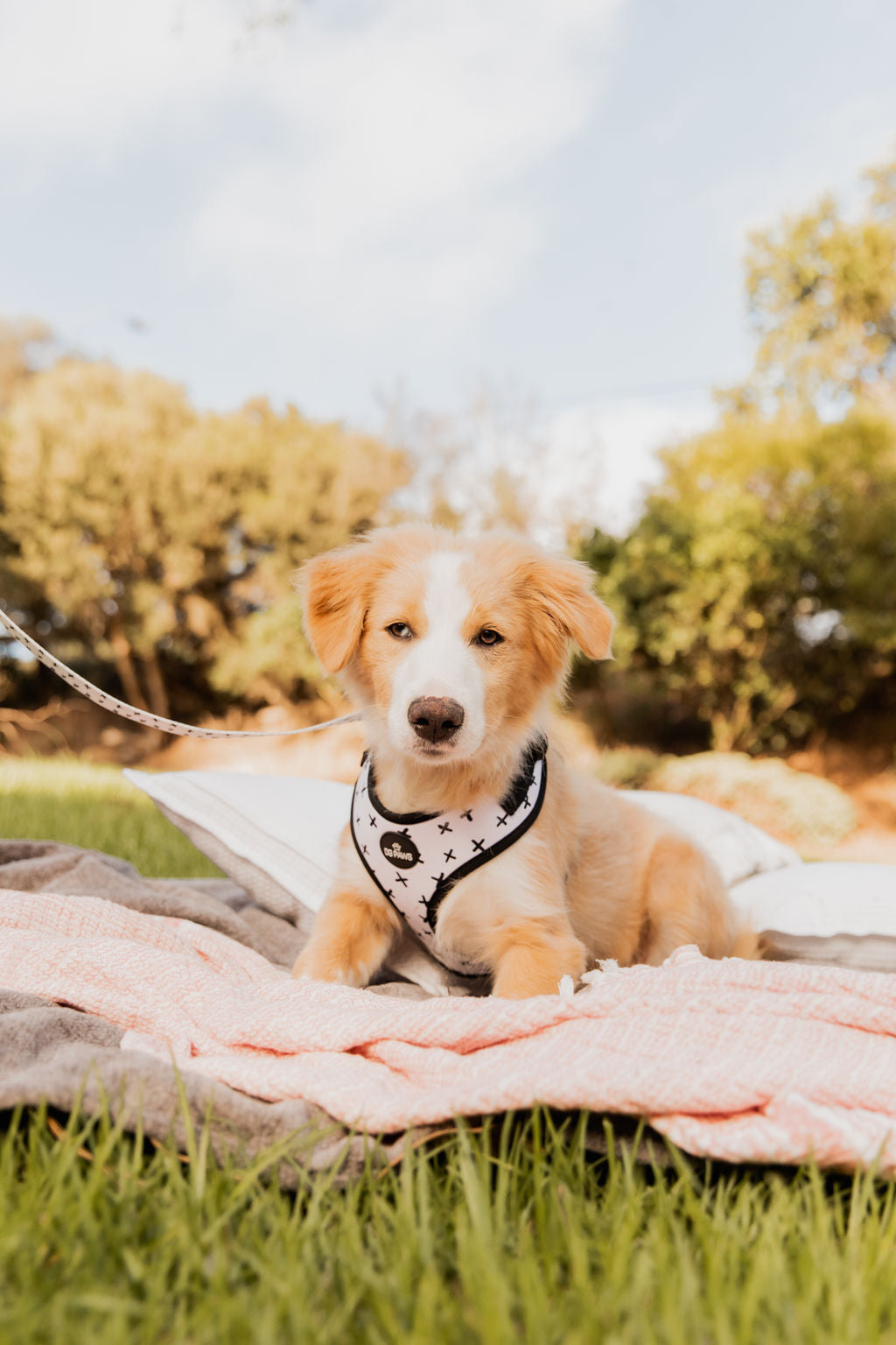 Scooby Dog Harness